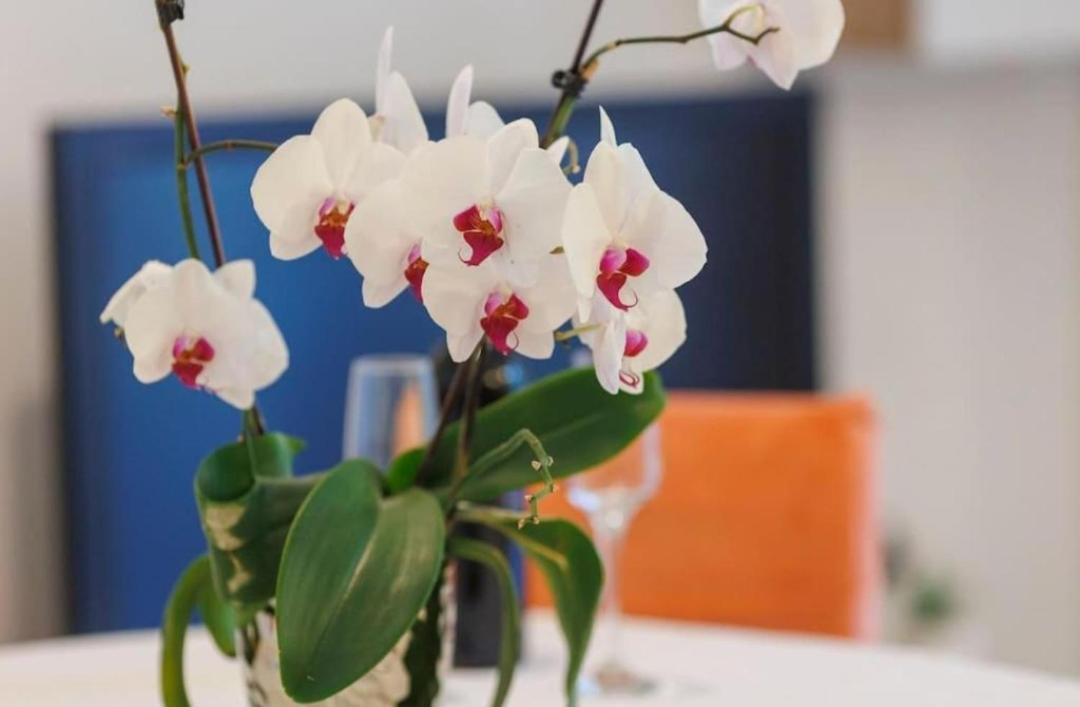 Apartmani Mira Split Dış mekan fotoğraf